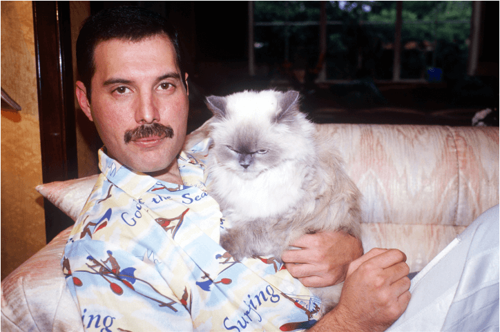 Freddie Mercury et son chat